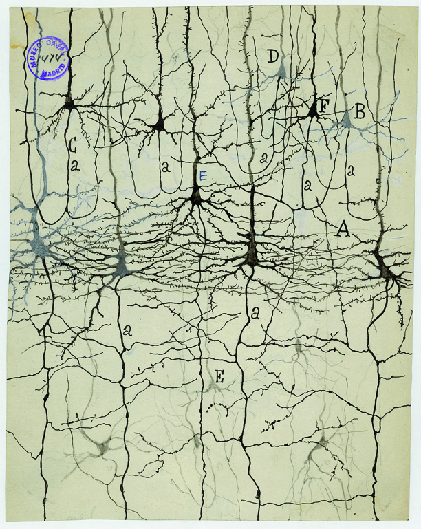 Pyramidal neurons in the cerebral cortex. The cell bodies are the large black triangle shapes, with their axons extending upward in the image, towards the outer surface of the cerebral cortex. Drawing by Ramon y Cajal.